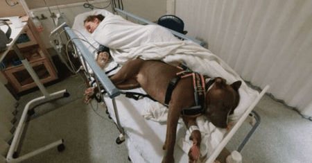 Cão leal se recusa a se separar de sua mãe depois de salvar a vida dela