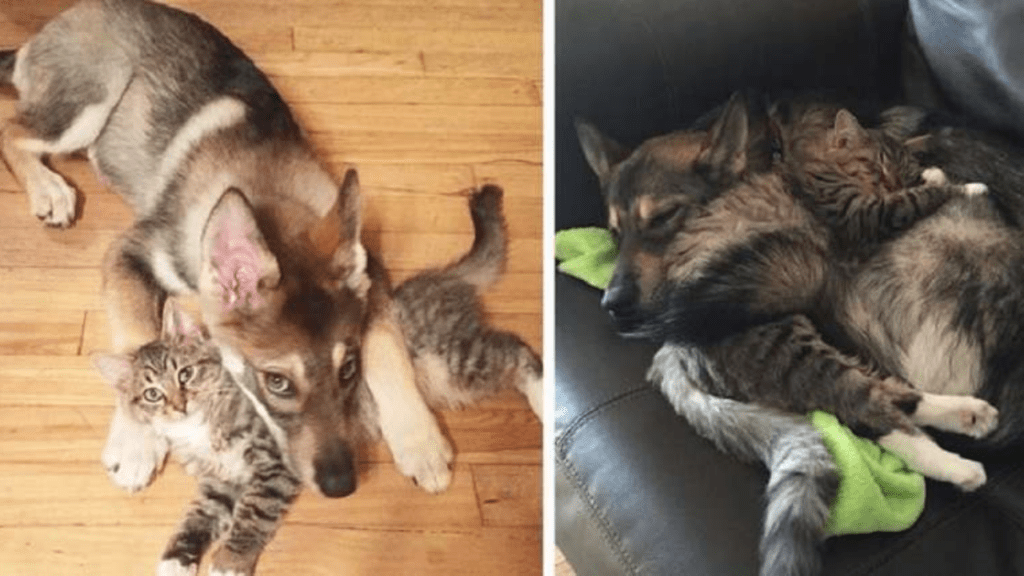 Husky escolheu seu próprio gatinho para adotar em um abrigo e cuida dele como se fosse um filhote