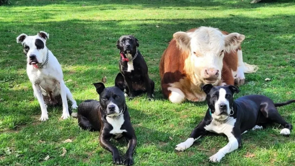 Vaca resgatada é aceita por uma matilha de nove cães e agora acredita ser um deles