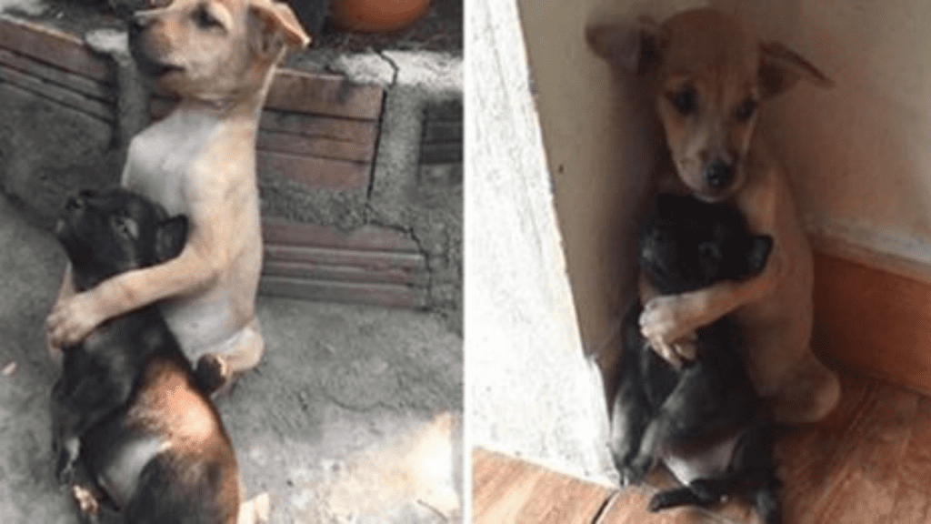 Esses dois cachorrinhos perdidos acabaram de ser resgatados e se recusam a parar de se abraçar