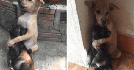 Esses dois cachorrinhos perdidos acabaram de ser resgatados e se recusam a parar de se abraçar