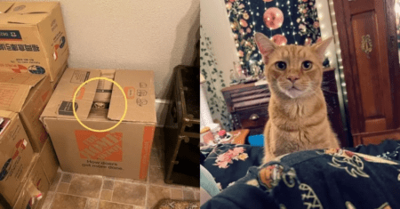 Gato misterioso se esconde entre caixas de mudança de uma família e acaba sendo adotado