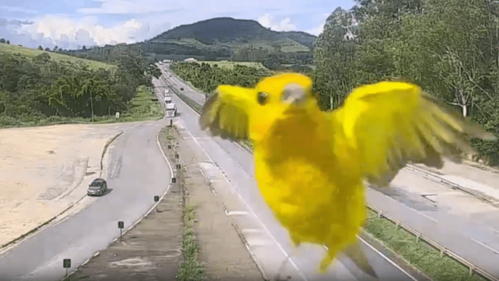Canário ‘faz gracinha’ em câmera de monitoramento da BR-381, em MG