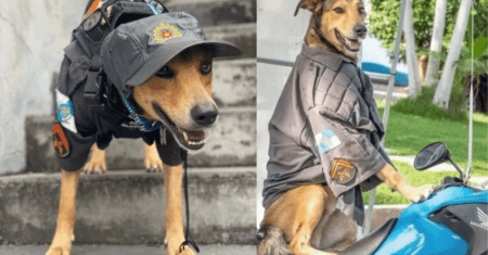 Cabo Oliveira, o cachorro de rua que se tornou um importante membro da Polícia do RJ
