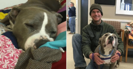Pitbull é adotado após 100 dias em abrigo e não consegue esconder a alegria