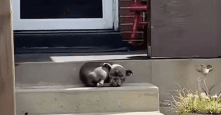 Cachorrinho de rua permanece sentado na porta de uma família esperando que alguém o ajude