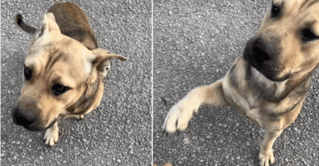 Cachorro de rua espera do lado de fora de um abrigo de animais e estica a pata para pedir ajuda
