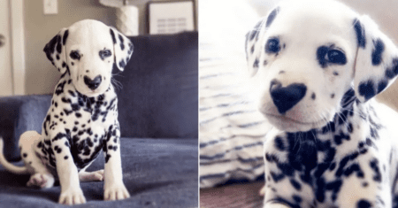 Wiley, o cachorrinho que nasceu com nariz em formato de coração