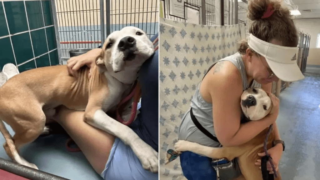 Um cão de abrigo abraça todos que encontra na esperança de que o adotem