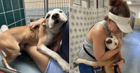 Um cão de abrigo abraça todos que encontra na esperança de que o adotem