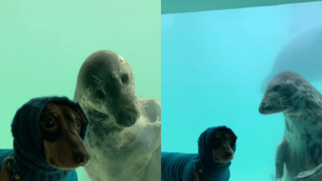 A fofa amizade entre um cão salsicha e uma foca que conquistou a internet