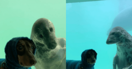 A fofa amizade entre um cão salsicha e uma foca que conquistou a internet
