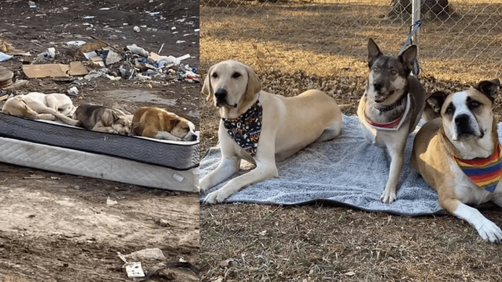 Cães resgatados de um lixão se reúnem para recriar uma foto emocionante de quando moravam nas ruas