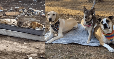 Cães resgatados de um lixão se reúnem para recriar uma foto emocionante de quando moravam nas ruas