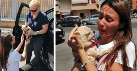 Chihuahua desaparecido volta para casa após 8 anos de buscas