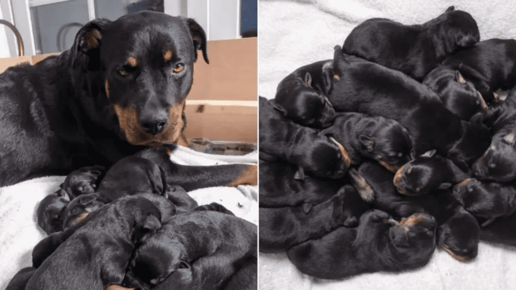Rottweiler deu à luz 15 filhotes e seus donos ficam completamente surpresos
