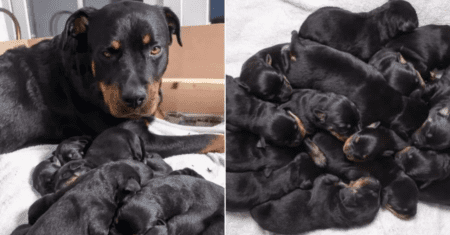 Rottweiler deu à luz 15 filhotes e seus donos ficam completamente surpresos